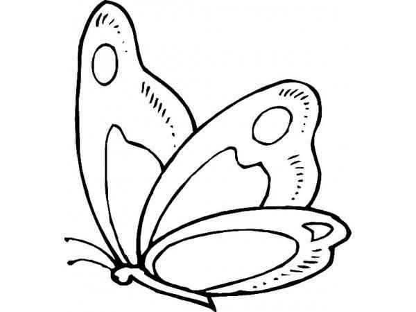 Schmetterlinge Ausmalbilder 754