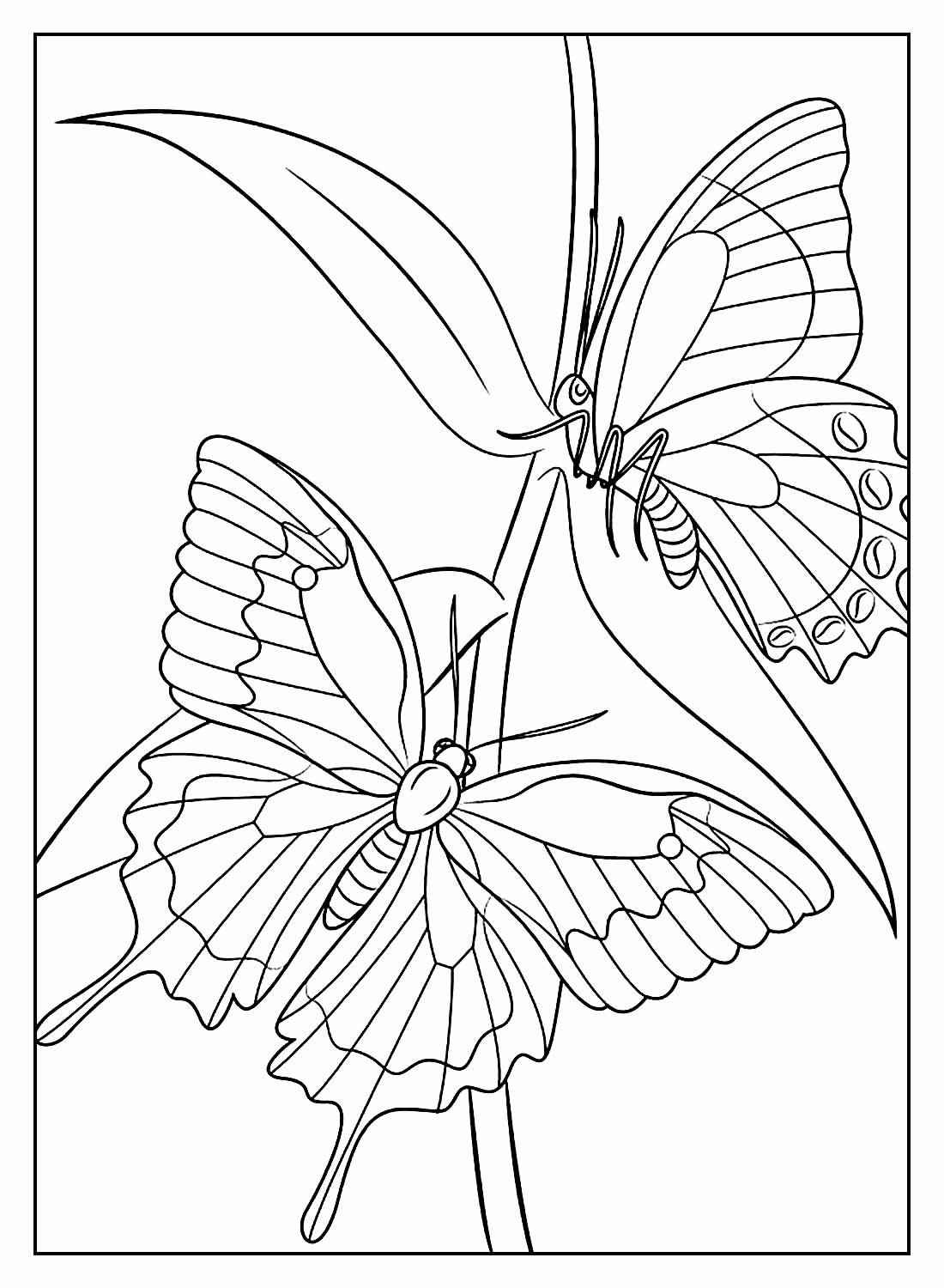 Schmetterlinge Ausmalbilder 984