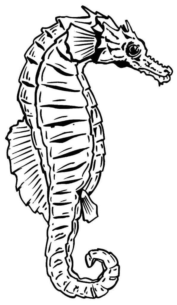 Seepferdchen Ausmalbilder 728