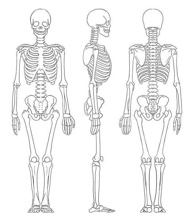 Skelett Ausmalbilder 440