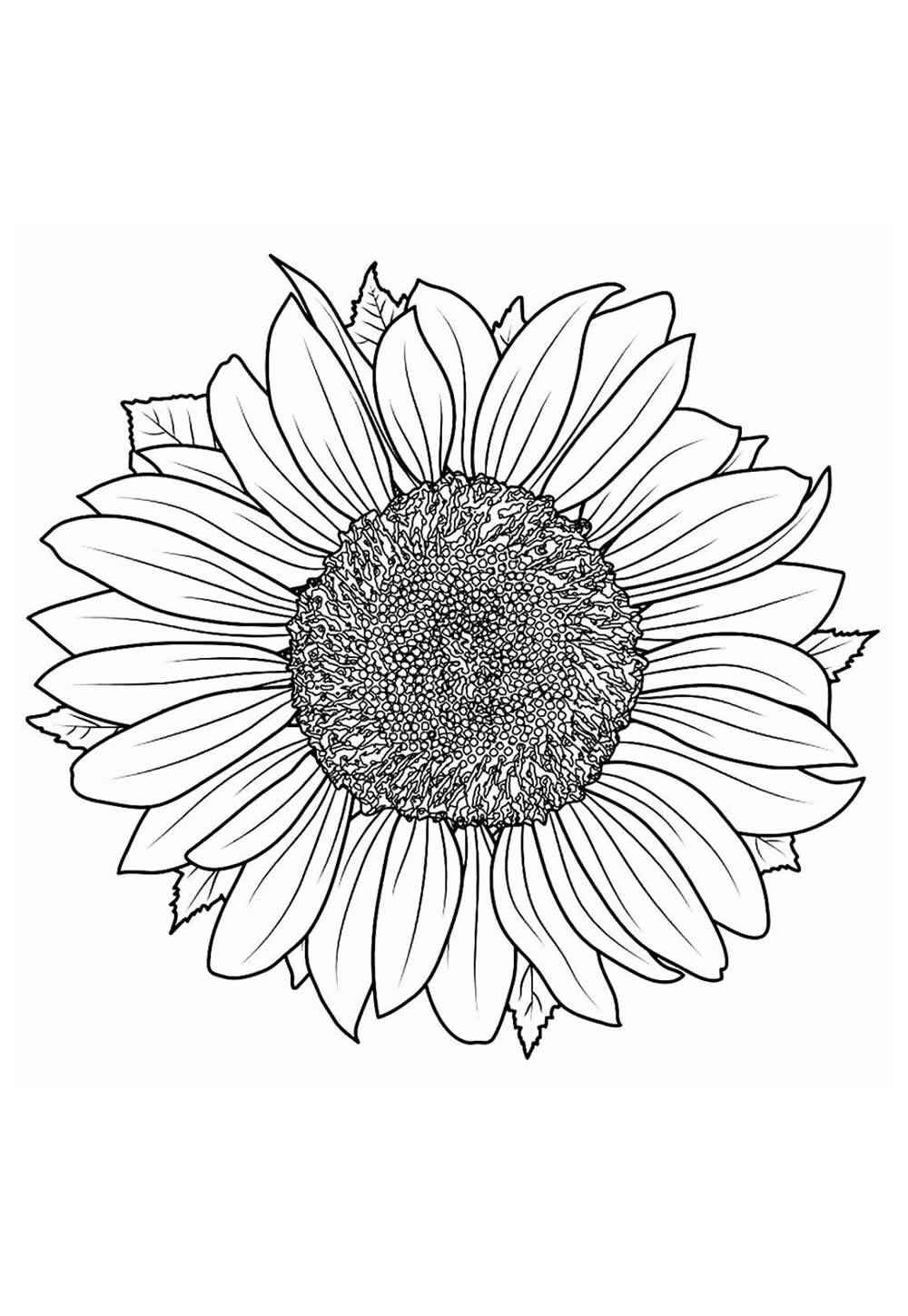 Sonnenblume Ausmalbilder 020