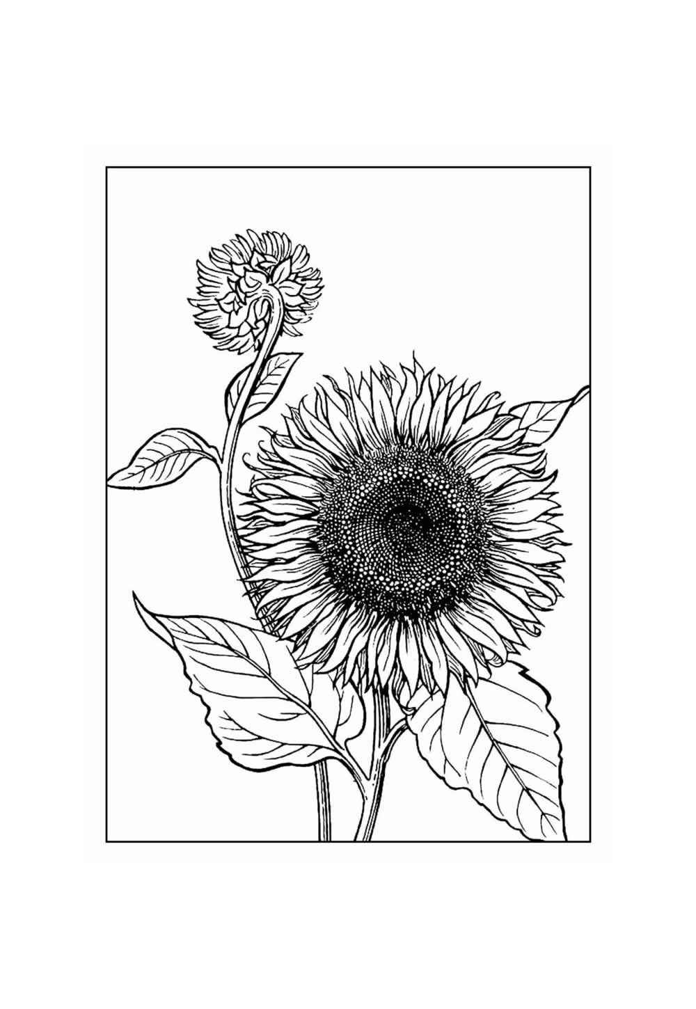 Sonnenblume Ausmalbilder 240