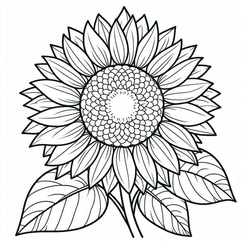 Sonnenblume Ausmalbilder 574