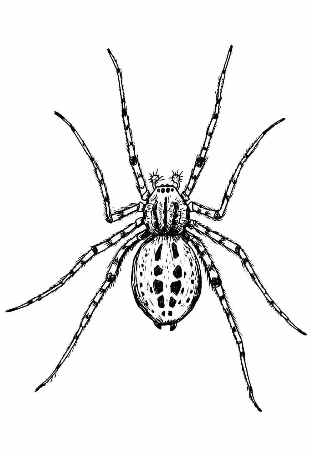 Spinnen Ausmalbilder 119