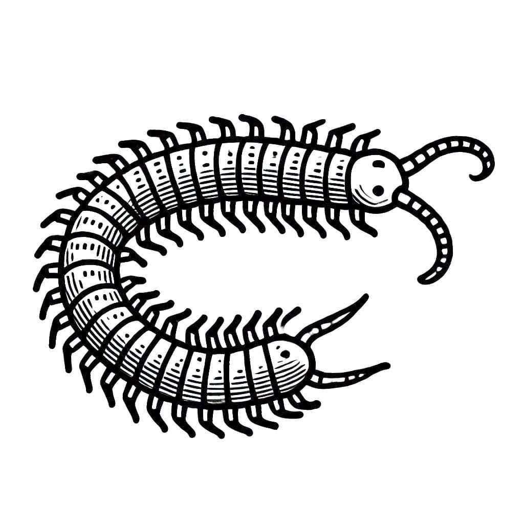 Tausendfüßler Ausmalbilder 588