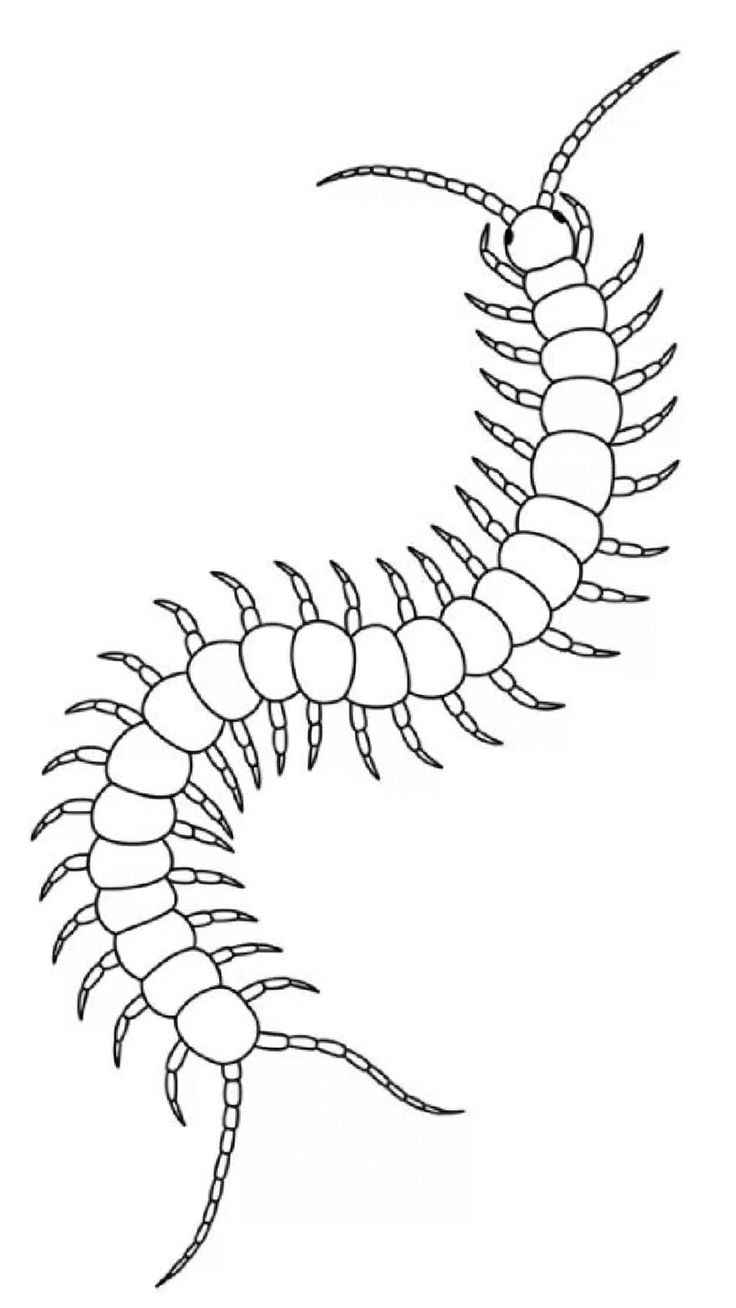 Tausendfüßler Ausmalbilder 886