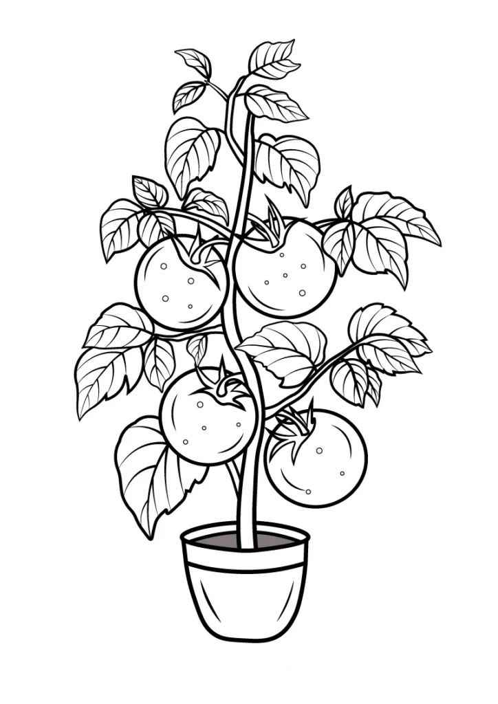 Tomate Ausmalbilder 239