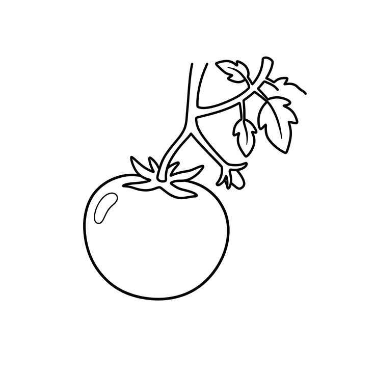 Tomate Ausmalbilder 644