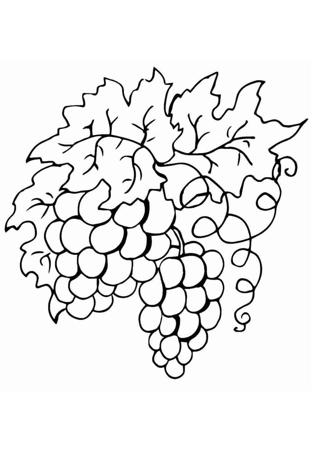 Trauben Ausmalbilder 402