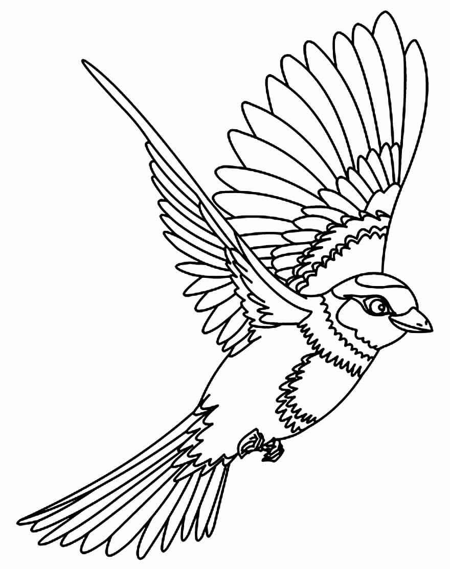 Vögel Ausmalbilder 698