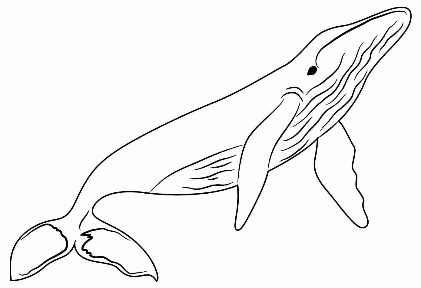 Wale Ausmalbilder 107