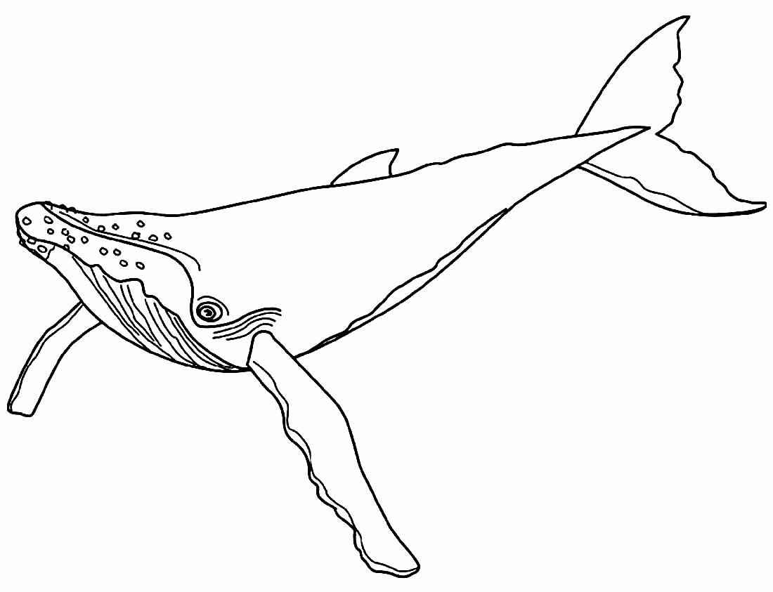 Wale Ausmalbilder 222