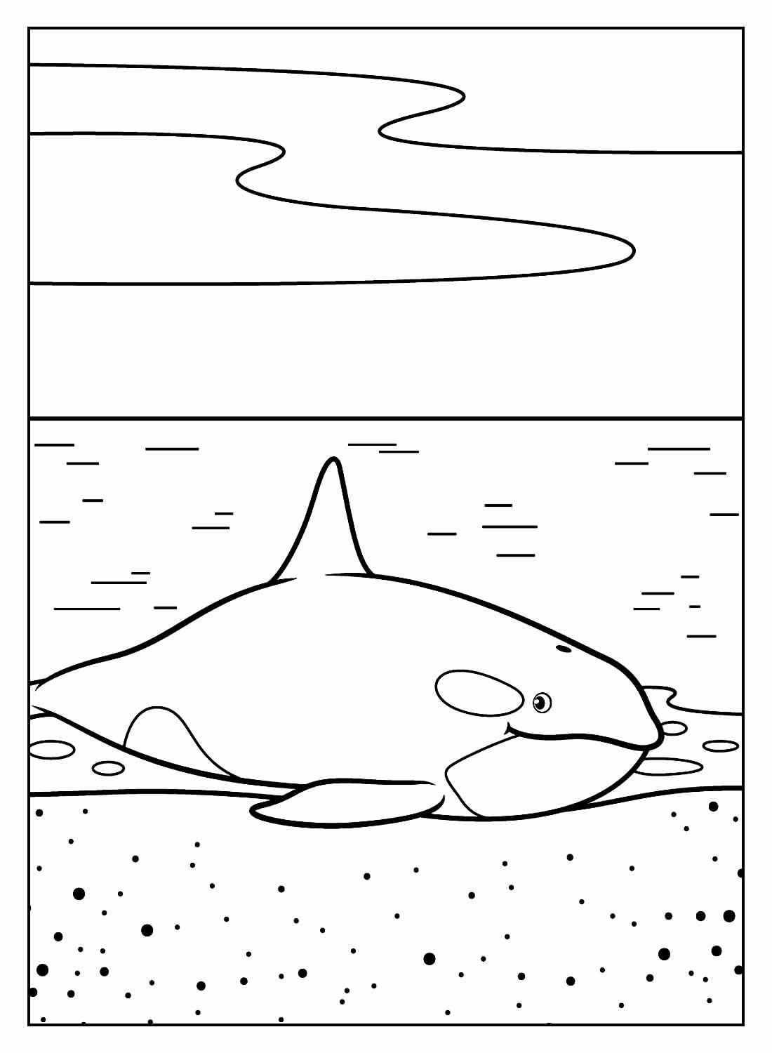 Wale Ausmalbilder 520