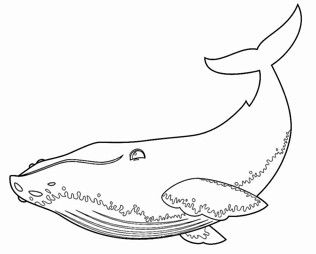Wale Ausmalbilder 655