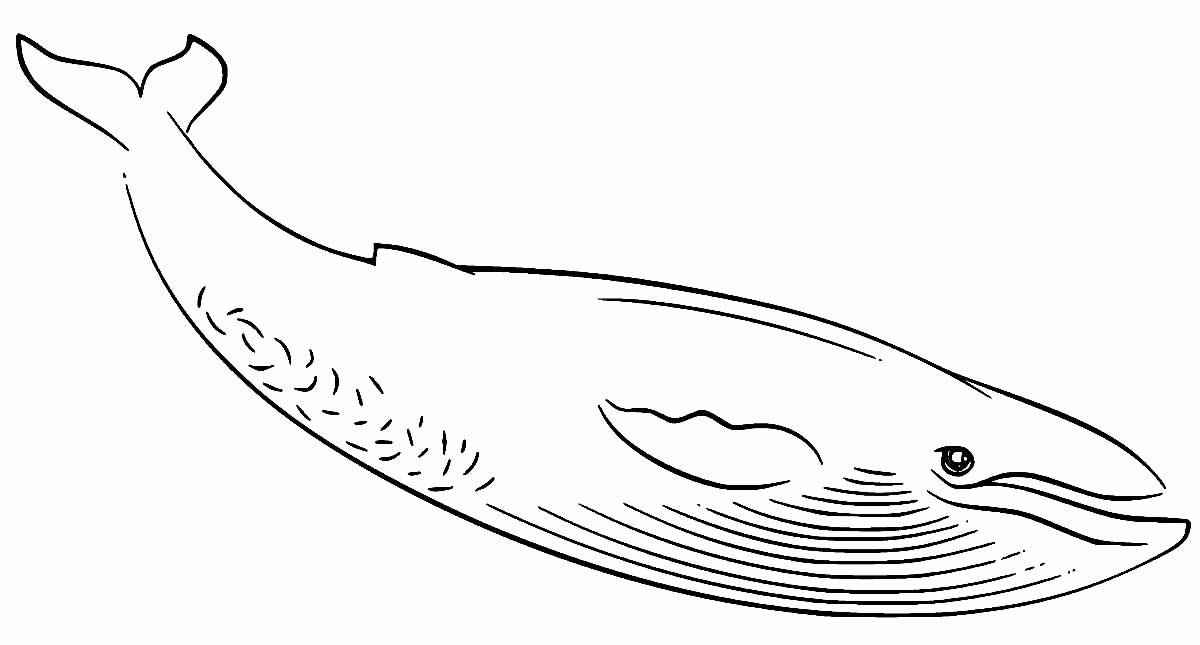 Wale Ausmalbilder 838