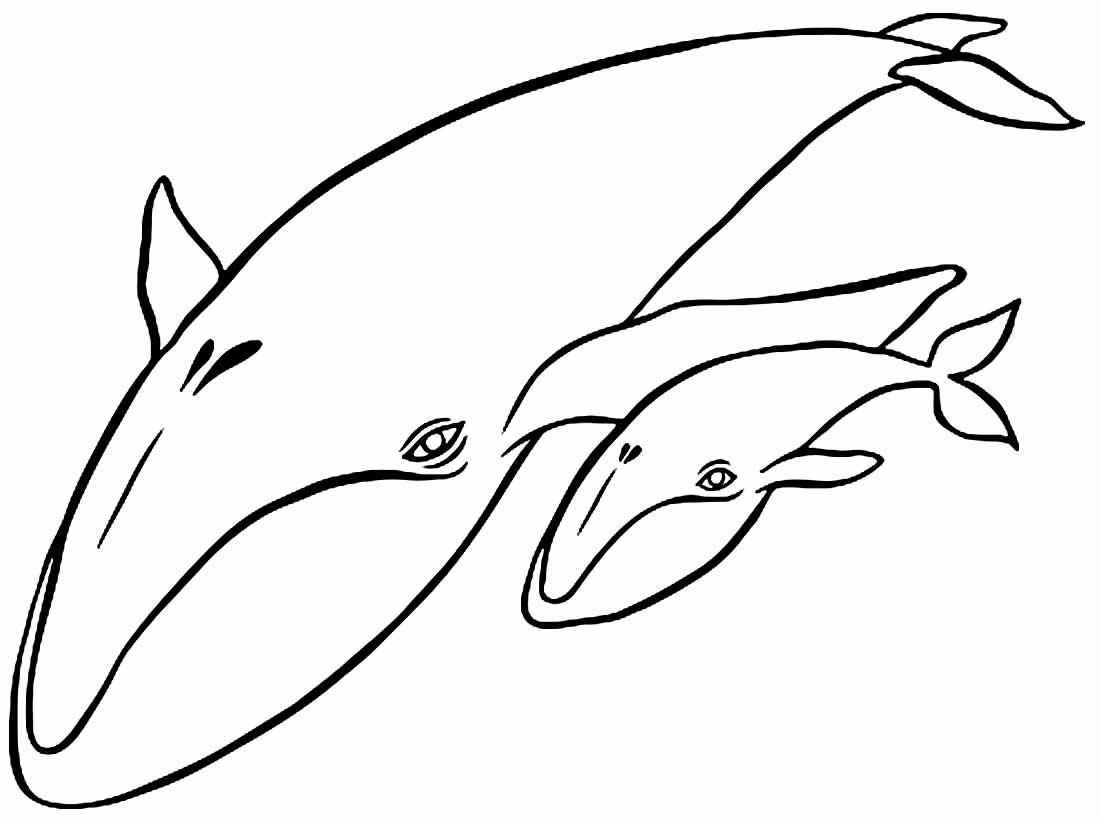 Wale Ausmalbilder 978