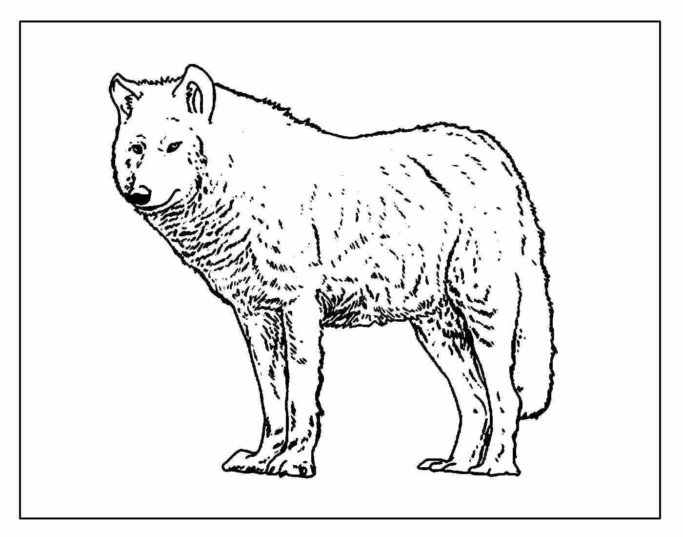 Wolf Ausmalbilder 023