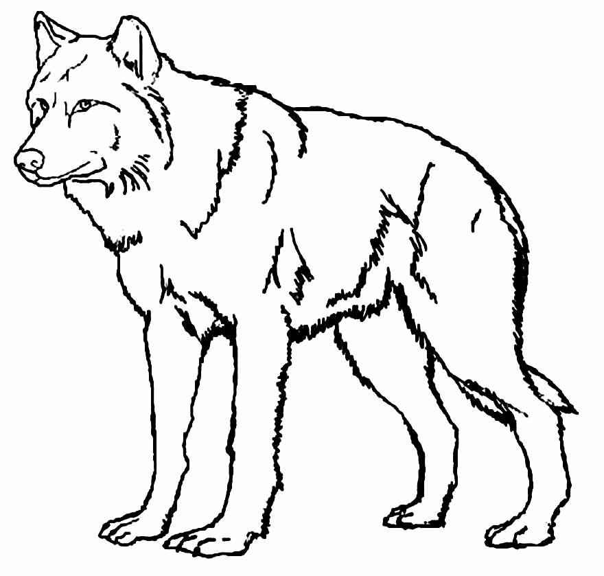 Wolf Ausmalbilder 327