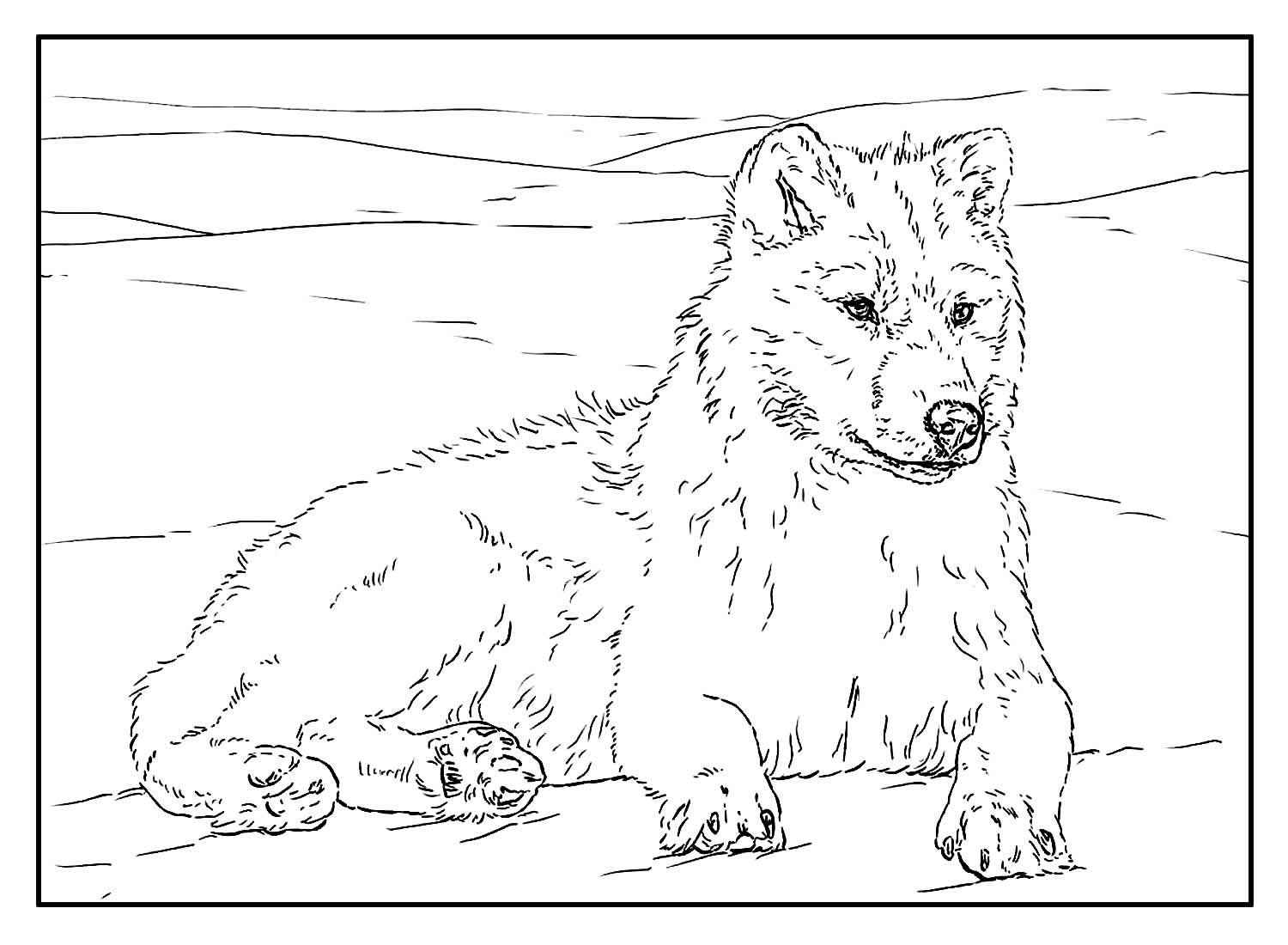 Wolf Ausmalbilder 608