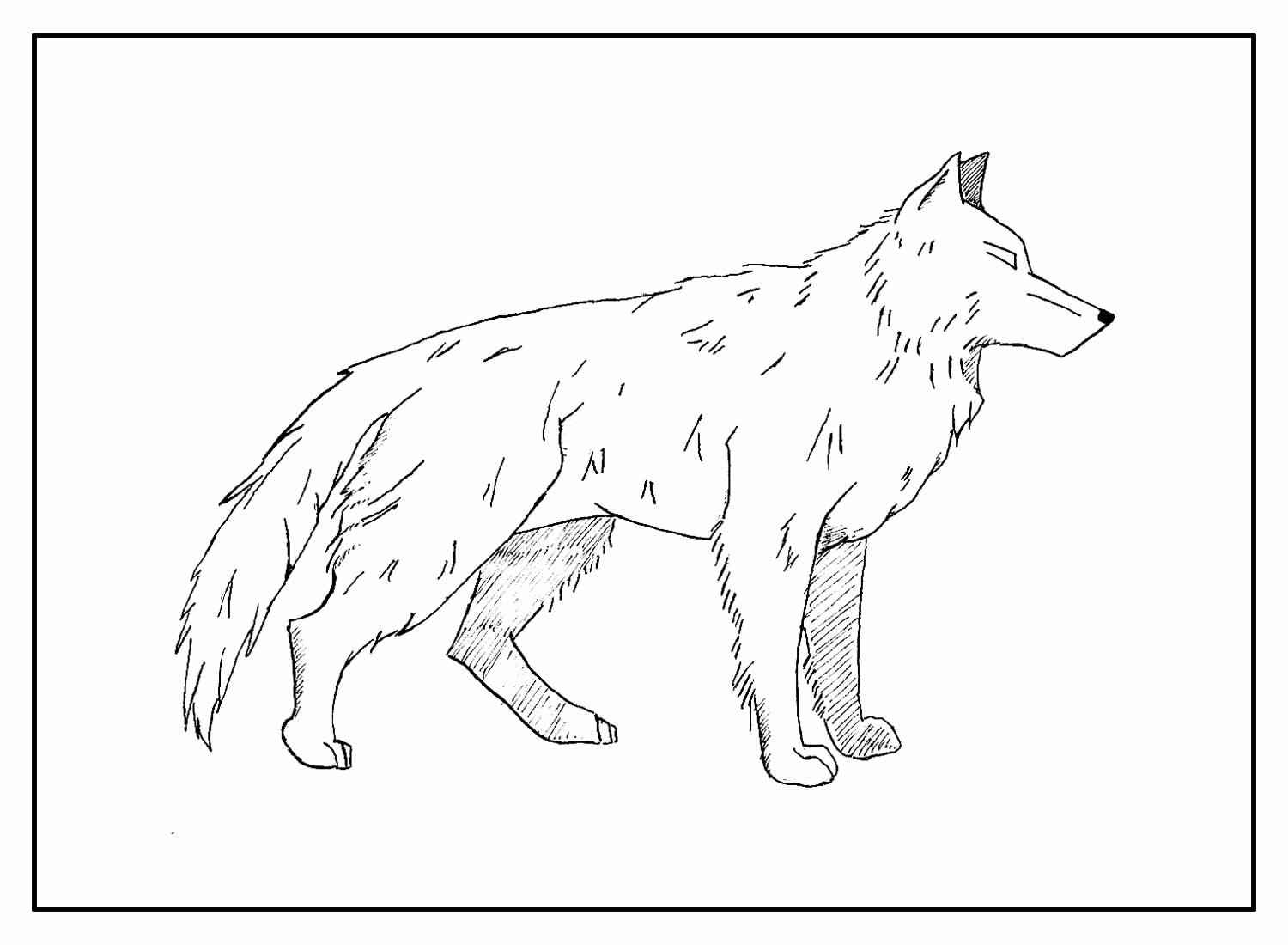 Wolf Ausmalbilder 713