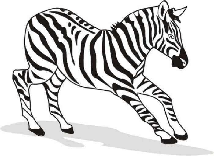 Zebras Ausmalbilder 453